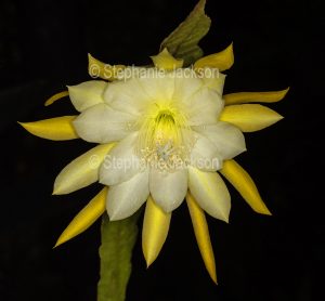 Large and beautiful yellow flower of Epiphyllum cactus 'Going Bananas', a climbing species, on black background