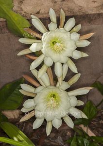Two large beautiful creamy white flowers of Epiphyllum cactus, climbing species