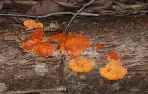 Fungus in Australia, Orange fungi on a log in an Australian forest.