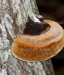 Fungi of Australia, Bracket fungus growing on a tree trunk in an Australian forest.
