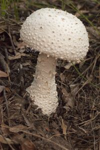 Fungi in Australia. White Fungus / toadstool growing in an Australian forest.