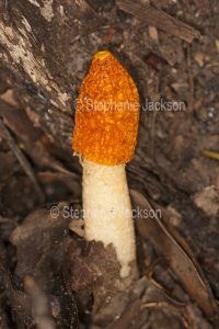 Toadstool, Australian fungus in woodlands