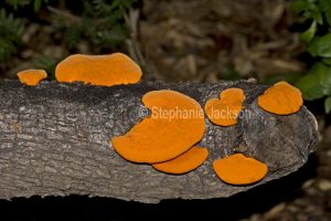 Fungi of Australia, Orange fungi on a log in an Australian forest.