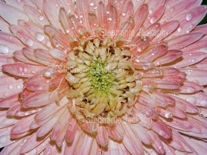 Close-up of pink flower of a Gerbera bauerii nobleflora cultivar with raindrops on its petals.