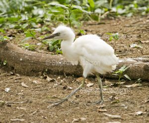Plumed / intermediate egret fledgling / chick, Ardea intermedia, walking on the ground in urban park in Queensland Australia