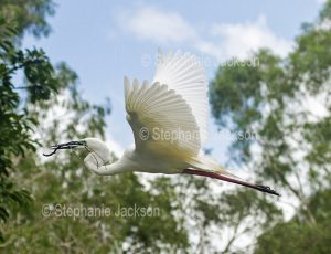 Plumed / intermediate egret, Ardea intermedia, in flight with nesting material in bill, in urban park in Queensland Australia