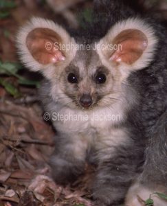 The greater glider, Petauroides volans, is a rarely seen nocturnal species that is classified as vulnerable due to the ongoing destruction of its forest habitat.