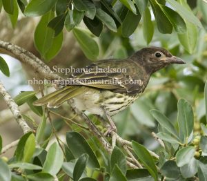 Female Green Figbird, Sphecotheres viridis, in a native fig tree in parklands in the city of Maryborough in Queensland Australia.
