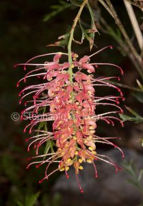 Deep pink / red flower of Grevillea 'Firedrops', drought tolerant Australian native shrub. on dark background