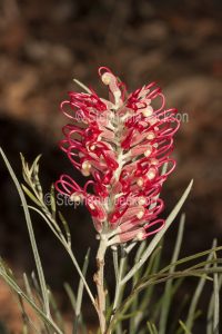 Red flower of Grevillea 'Sylvia', a drought tolerant Australian native shrub.