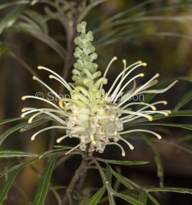 White flower of Grevillea banksii alba, Australian native shrub / small tree, Queensland.