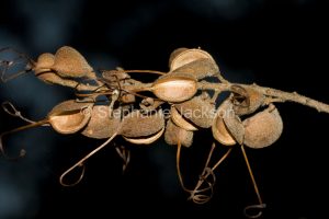 Seed pods / capsules of Grevillea banksii on dark background