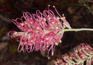 Red / pink flower of Grevillea 'Sylvia', drought tolerant Australian native shrub, with raindrops on petals, on dark background
