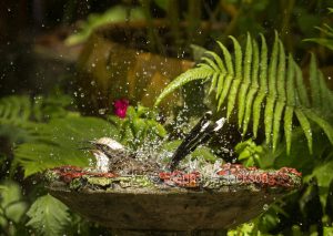 Grey-crowned Babbler, Pomatostomus temporalis, in a decorative bird bath in a garden in Queensland Australia