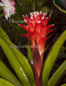 Colourful red and white flower bracts of Guzmania 'Beau', a bromeliad.