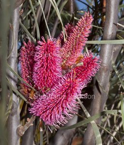 Cluster of deep pink flowers of Hakea francisiana, Grass-leafed Hakea, at Port Augusta, South Australia