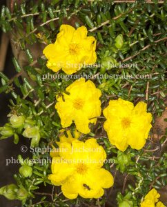 Flowers of Hibbertia serpyllifolia