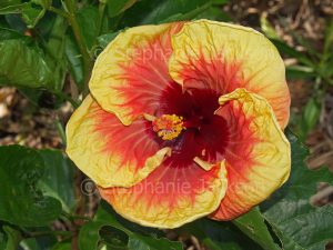 Large vivid red and yellow flower and bright green leaves of Hibiscus 'Jayella'.