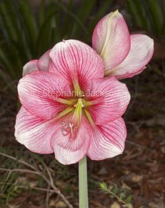 Large bright pink, red and white striped flower of Hippeastrum on dark background