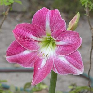 Vivid deep pink flower with white stripes of Hippeastrum, bulb,