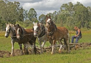 Team of draught horses ploughing a field on a farm in Queensland Australia.