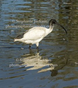White / Sacred ibis, Threskiornis moluccus, wading in blue water of a lake in the city of Bundaberg in Queensland Australia.