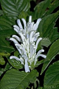 White flower of Justicia carnea, Brazilian Plume Flower / Jacobinia on background of green foliage