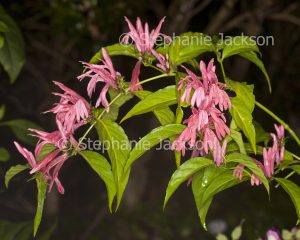 Pink flowers and green foliage of Justicia nodosa 'Pretty In Pink' on dark green background