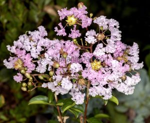 Pink and white flowers of Lagerstroemia indica 'Sordette', a deciduous tree, Crepe Myrtle / Pride of India, on dark background