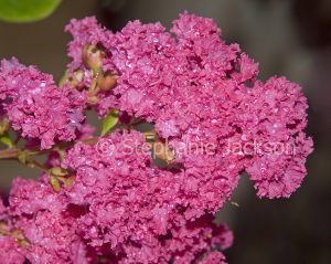 Deep pink flowers of Lagerstroemia indica, a deciduous tree known as Crepe Myrtle / Pride of India on dark background
