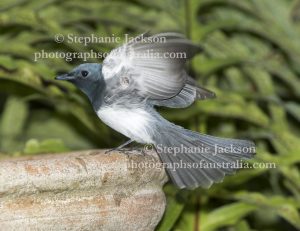 Male Leaden Flycatcher, Myiagra rubecula, with wings outstretched and ready for flight, at a bird bath in a garden in Queensland Australia.