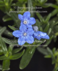 Lithodora diffusa 'Grace Ward', a low-growing ground cover or rockery plant.
