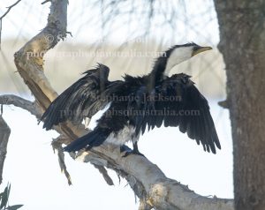 Little Pied Cormorant, Microcarbo melanoleucos, drying its wings at Boreen Point on the Sunshine Coast in Queensland.
