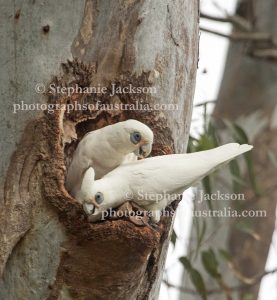 Little Corellas, Cacatua sanguinea, at a nesting site, a hollow in a gum tree, in the Queensland city of Maryborough.