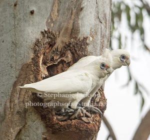 Little Corellas, Cacatua sanguinea, at a nesting site, a hollow in a gum tree, in the Queensland city of Maryborough.