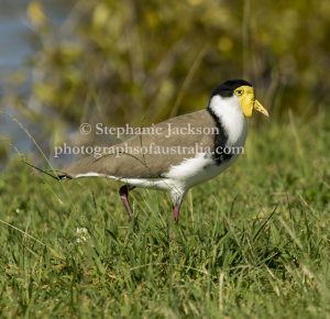 Masked Plover / Lapwing, Vanellus miles, at Tin Can Bay in Queensland Australia