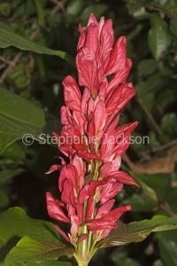Vivid red flower / bracts of evergreen shrub, Megaskepasma erythrochlamys. Venezuelan Red Cloak.