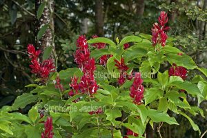 Evergreen shrub, Megaskepasma erythrochlamys. Venezuelan Red Cloak, with vivid red flowers and bright green foliage.