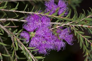Purple flowers of Melaleuca thymifolia in Queensland Australia