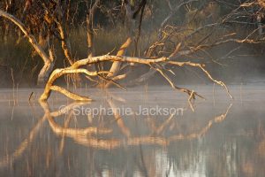 Morning mist over a billabong at Eulo in outback Queensland Australia,