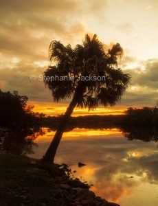 Sunset over the calm waters of the Myall River with palm tree silhouetted against the sky, near Hawk's Nest in NSW Australia