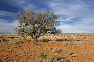 Australian outback landscape with solitary mulga tree growing on arid plains near Oodnadatta in northern South Australia.
