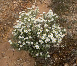 Australian wildflowers, Olearia pimeleoides, mallee daisy bush, in outback / northern South Australia.