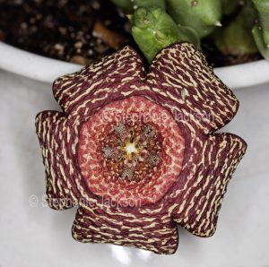Unusual red and white speckled flower of drought tolerant succulent plant Orbea variegata,