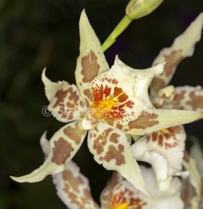 Cream and orange flower of orchid Aliceara Tropic Tom 'Pale Face' on dark background
