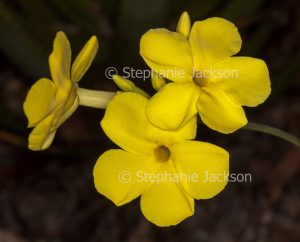 Vivid golden yellow flowers of Pachypodium densiflorum, a drought tolerant spiny succulent plant on dark background
