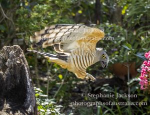 Pacific Baza / Crested Hawk, Aviceda subcristata, in flight