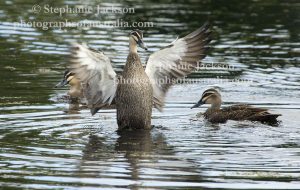 Pacific Black Duck, Anas superciliosa, bathing in lake in urban parkland in Maryborough Queensland Australia.