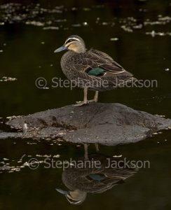 Pacific Black Duck, Anas superciliosa, standing on rock and reflected in dark water of creek in NSW Australia