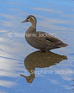 Pacific Black Duck, Anas superciliosa, wading and reflected in blue water of lake in urban parkland in Queensland Australia
